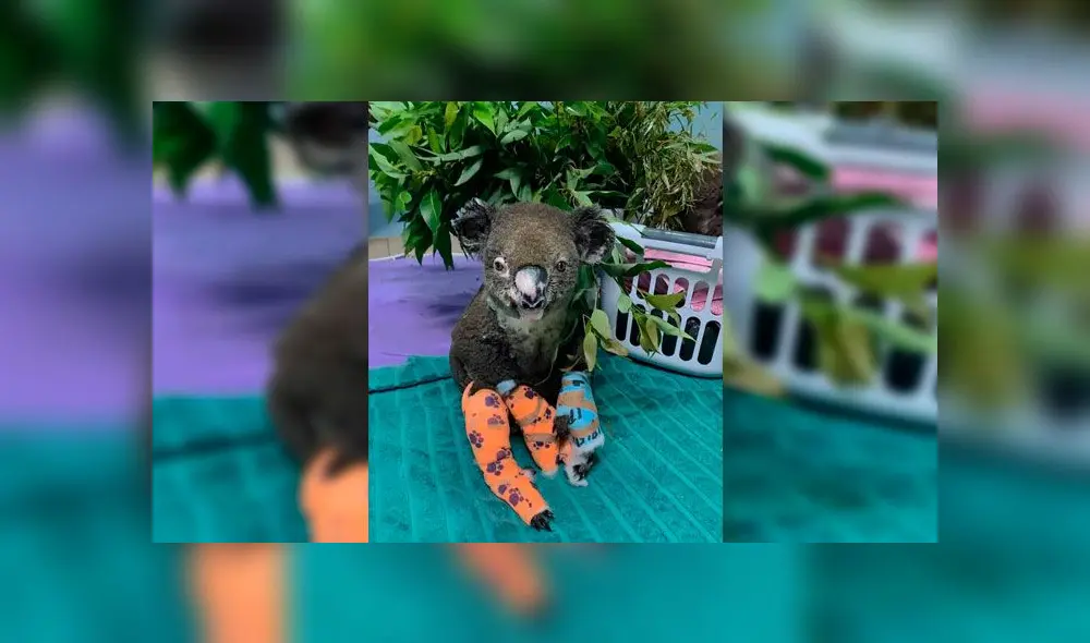 Sacrifican a Lewis, el koala que fue rescatado de un incendio forestal [VIDEO]