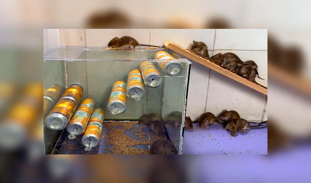 En YouTube, un chico sorprendió con un peculiar método para capturar ratones de una manera sencilla. En YouTube, un chico sorprendió con un peculiar método para capturar ratones de una manera sencilla.
