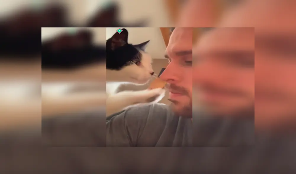 Desliza las imágenes hacia la izquierda para observar los tiernos gestos de un gato para agradecer a su nuevo dueño.