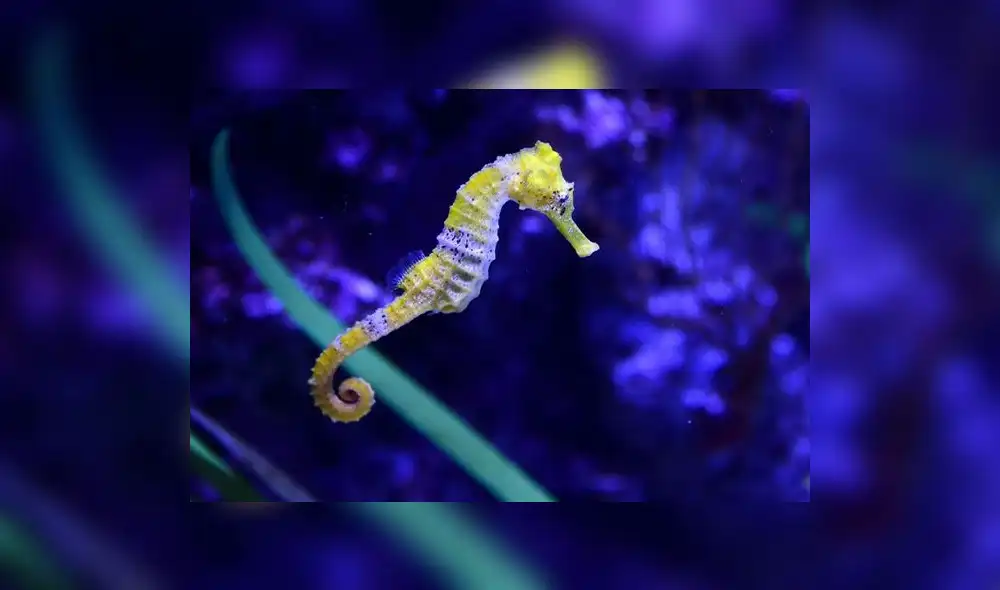 Se reduce la cantidad de caballitos de mar en el Mediterráneo