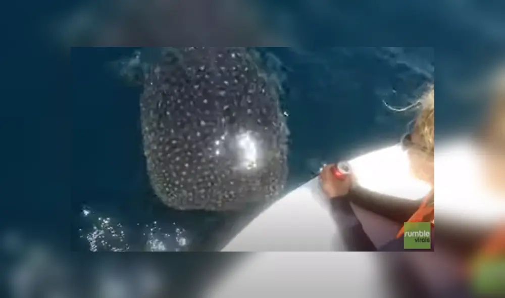 Desliza hacia la izquierda para ver las imágenes del viral de YouTube. Foto: Rumble Viral.