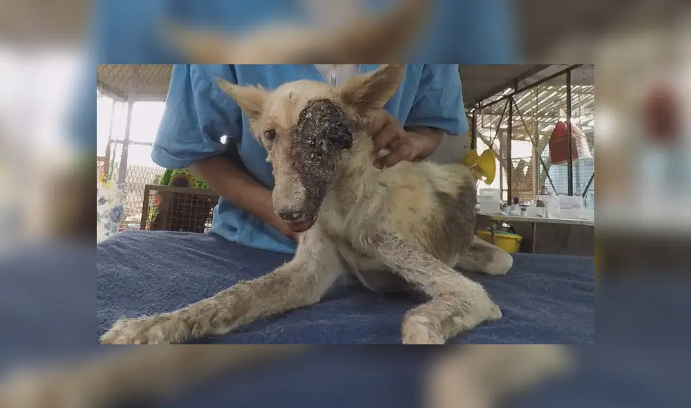 Desliza hacia la izquierda para ver las imágenes del viral de YouTube. Desliza hacia la izquierda para ver las imágenes del viral de YouTube.