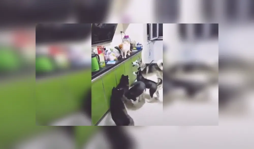 Desliza las imágenes para conocer más sobre esta travesura que se hizo viral en Facebook.