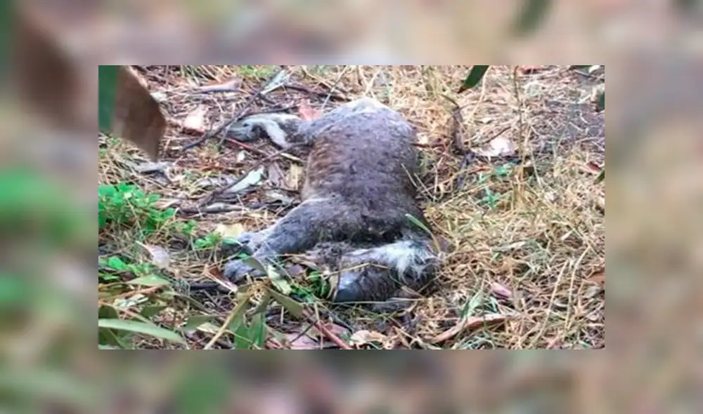 ‘Muerte y destrucción’: Taladores de árboles matan a más de 80 koalas en un bosque de eucalipto [FOTOS]