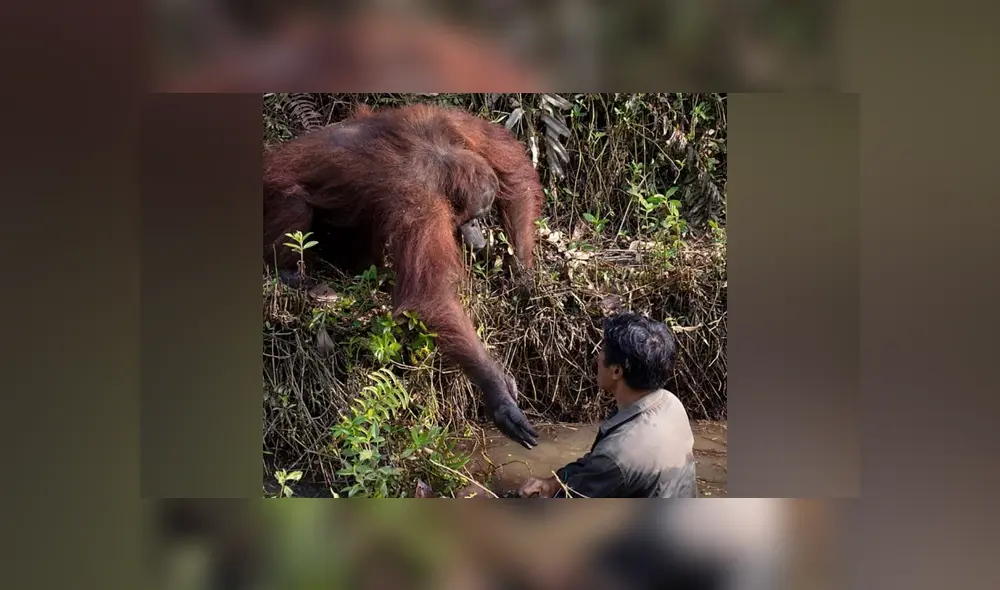 Un fotógrafo que hacía safari en Indonesia capturó el momento en que el orangután ofrece su ayuda. Un fotógrafo que hacía safari en Indonesia capturó el momento en que el orangután ofrece su ayuda.