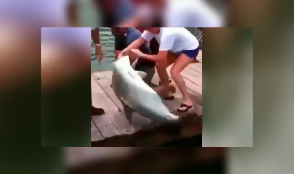 Un hombre fue víctima del ataque de una feroz criatura marina.