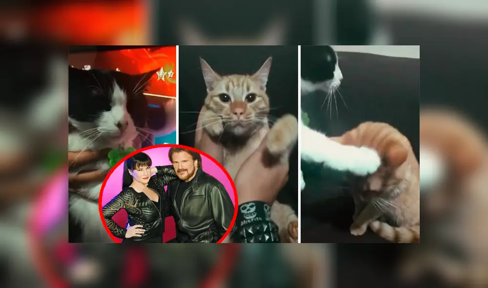 Desliza las imágenes hacia la izquierda para apreciar la actuación de los traviesos gatos con la canción de Pimpinela.