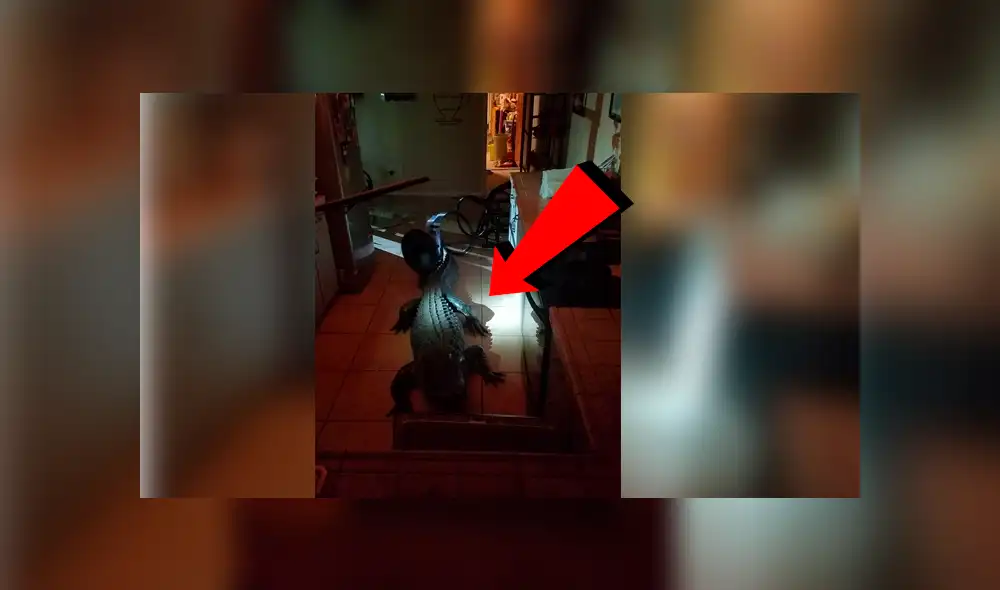 Facebook viral: Furioso cocodrilo ingresa por la ventana de una casa y sorprende a su dueño [VIDEO]