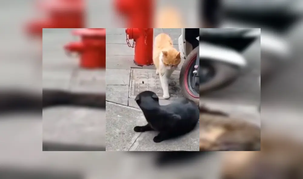 Facebook viral: gata encuentra a su pareja siéndole ‘infiel’ con otra felina a la que abrazaba 