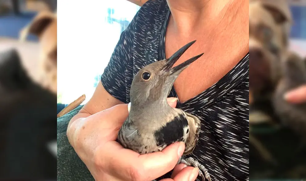 El perro de raza Pitbull estuvo en todo momento mientras el pájaro se curaba. Foto: Captura/Facebook/Elizabeth Houston El perro de raza Pitbull estuvo en todo momento mientras el pájaro se curaba. Foto: Captura/Facebook/Elizabeth Houston