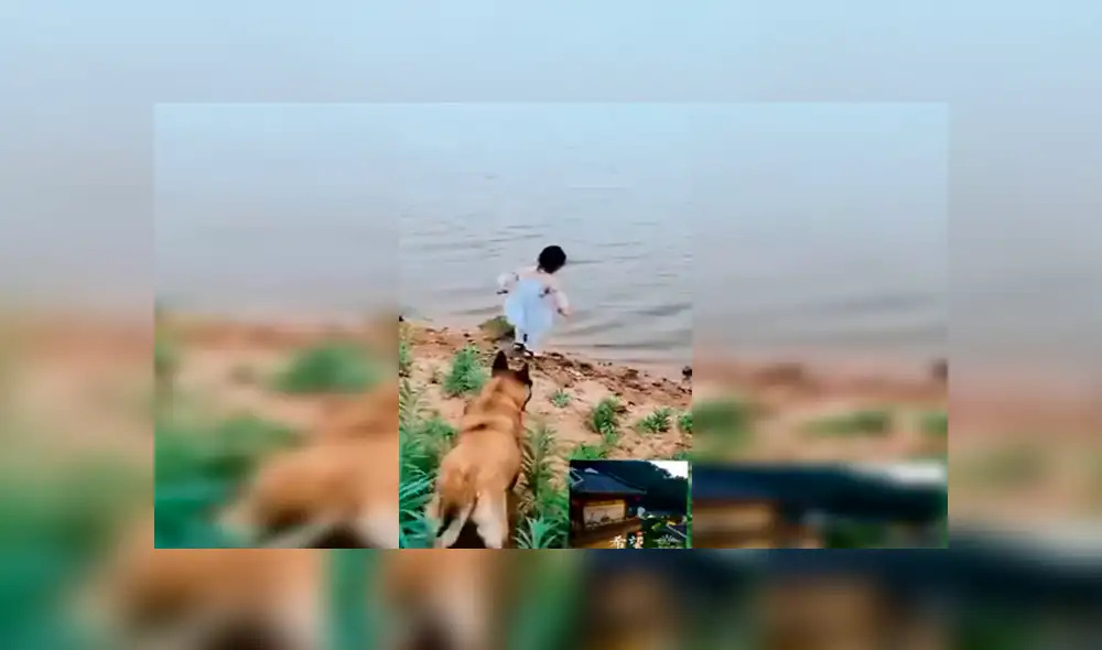 Facebook viral: niña se aproxima a peligroso río para sacar pelota y su perro llega a su rescate [VIDEO] 