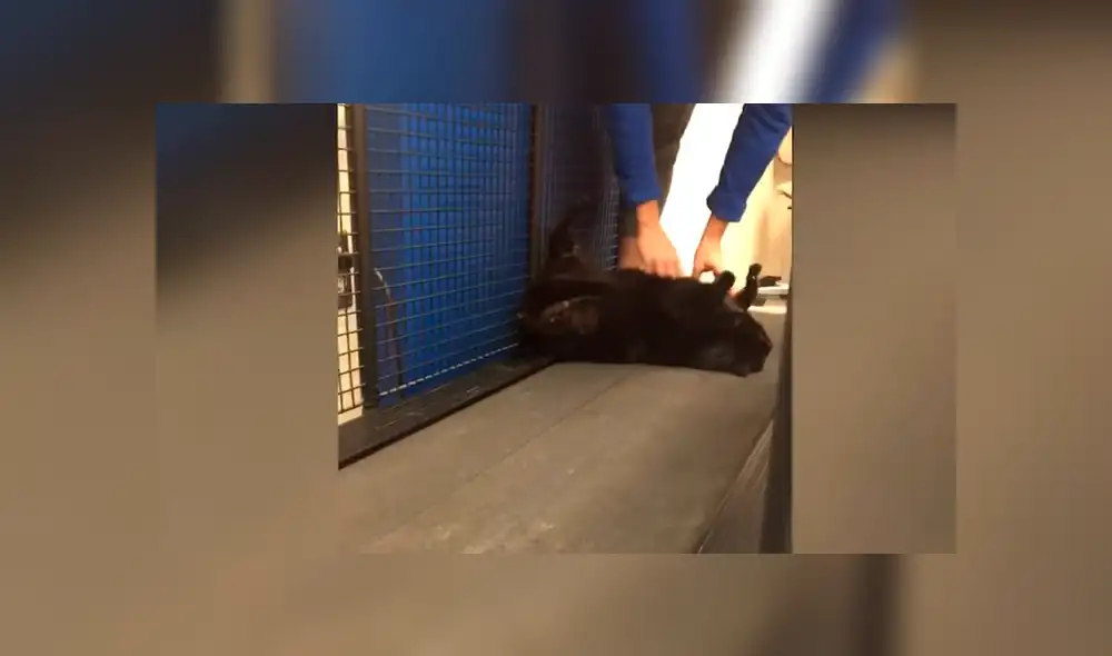 YouTube viral: Gata obesa simula estar muerta para evitar hacer ejercicios y alborota las redes [VIDEO]