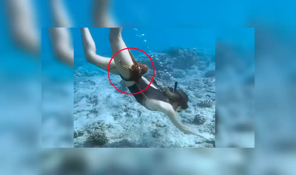 Video viral de YouTube muestra el preciso momento en que un pulpo se topa con una joven y se adhiere a su muslo derecho