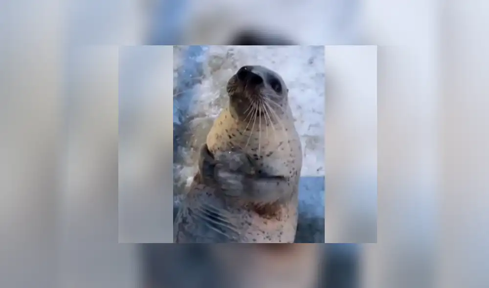 Facebook viral: le dan cubo de hielo a foca bebé y esta tiene increíble reacción [VIDEO]