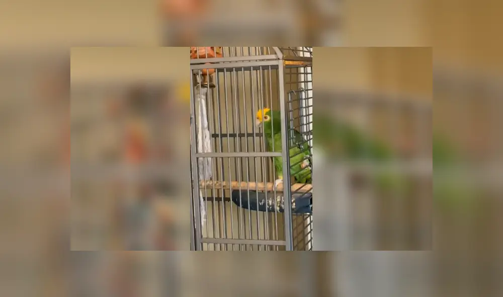 Desliza para ver los detalles del video viral publicado en YouTube. Foto: Captura.