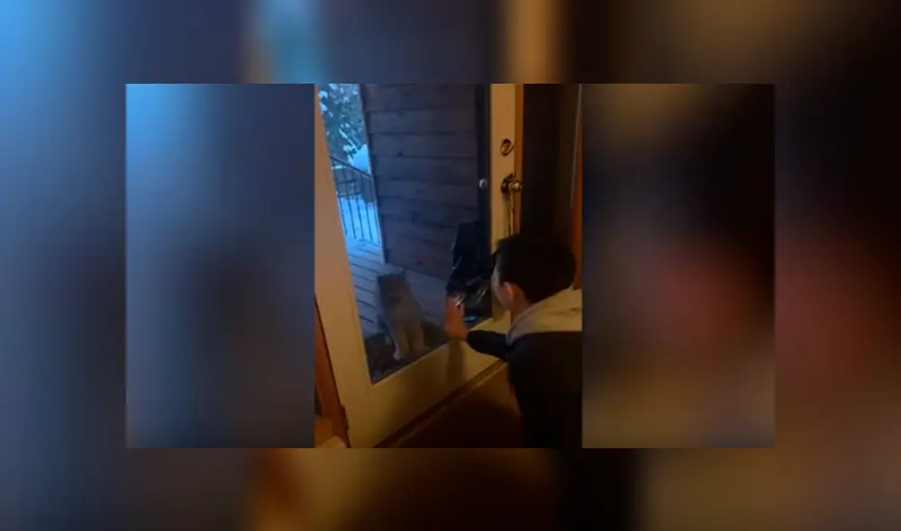 Desliza las imágenes para observar el comportamiento de un niño tras percatarse que un lince bebé invadió su casa.