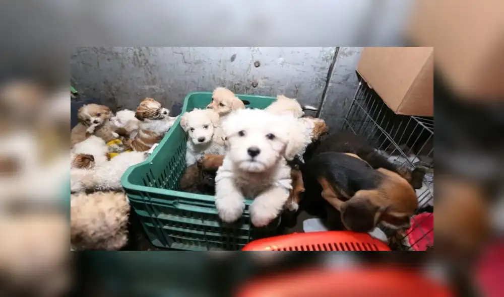 Foto: Andina Foto: Andina