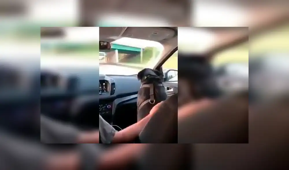 El hombre grabó la curiosa conducta de su perro cuando lo llevaba de copiloto en su vehículo. La divertida grabación se ha hecho viral en Facebook