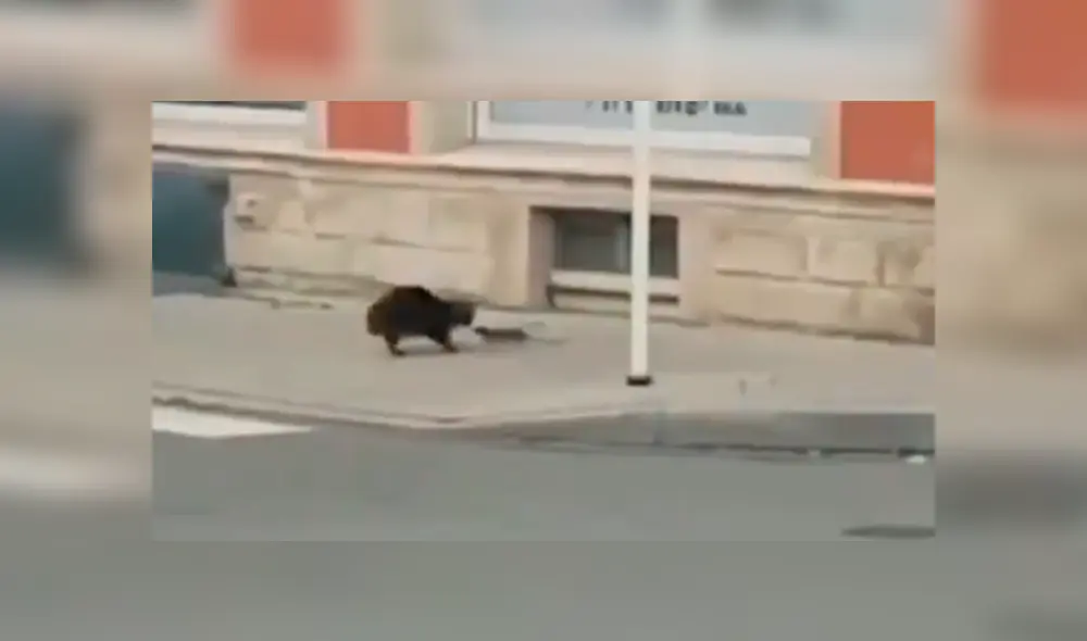 Video es viral en Facebook. El gato pensó que sería ‘pan comido’ devorar a este pequeño ratón; sin embargo, el roedor le demostró su ferocidad y lo obligó a salir huyendo. Foto: Captura. Video es viral en Facebook. El gato pensó que sería ‘pan comido’ devorar a este pequeño ratón; sin embargo, el roedor le demostró su ferocidad y lo obligó a salir huyendo. Foto: Captura.
