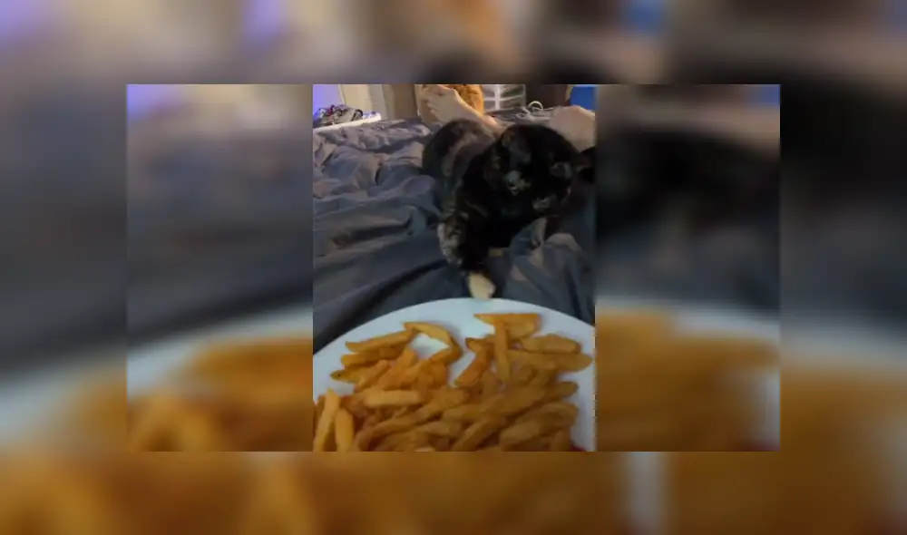 Desliza hacia la izquierda para ver más imágenes sobre este travieso felino. (Foto: captura / TikTok)