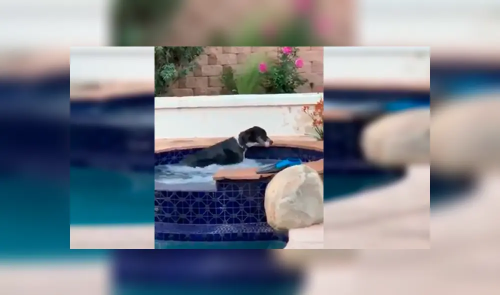 En Facebook, una familia estaba aterrada al percatarse de la presencia de un animal en su piscina.