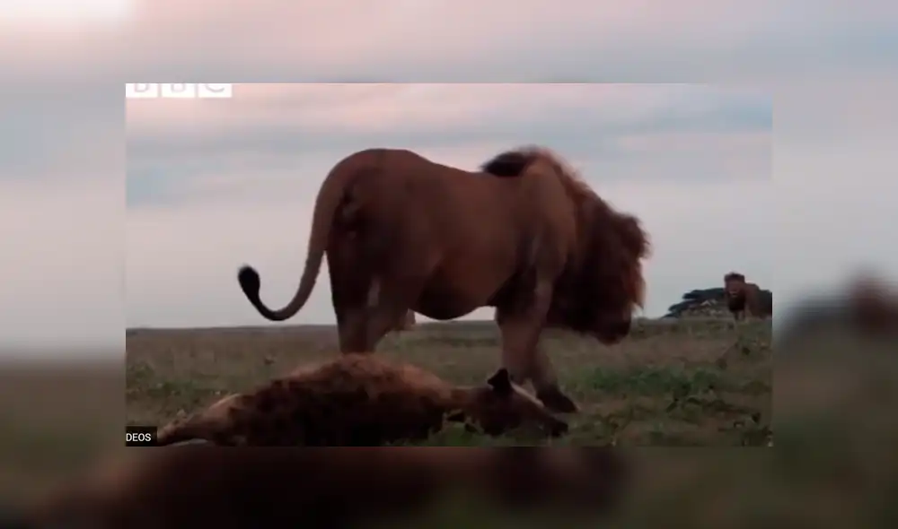 YouTube: Una hiena encontró la muerte al ingresar por error a un campo de leones [VIDEO]