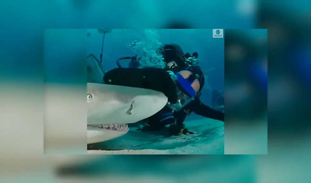 Desliza las fotografías para ver la reacción que tuvo el tiburón al sentir las caricias del osado buzo que lo visitó. Foto: Captura/James Abernethy Desliza las fotografías para ver la reacción que tuvo el tiburón al sentir las caricias del osado buzo que lo visitó. Foto: Captura/James Abernethy