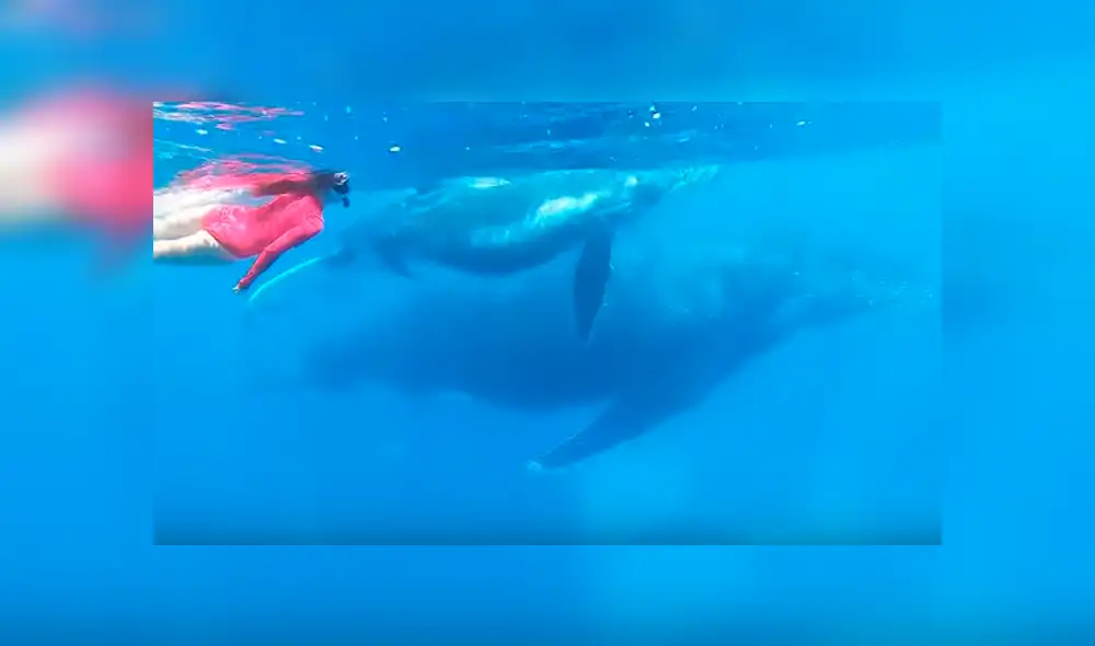 En YouTube, un sujeto captó el preciso momento que su esposa se encontró ‘cara a cara’ con una ballena jorobada. En YouTube, un sujeto captó el preciso momento que su esposa se encontró ‘cara a cara’ con una ballena jorobada.