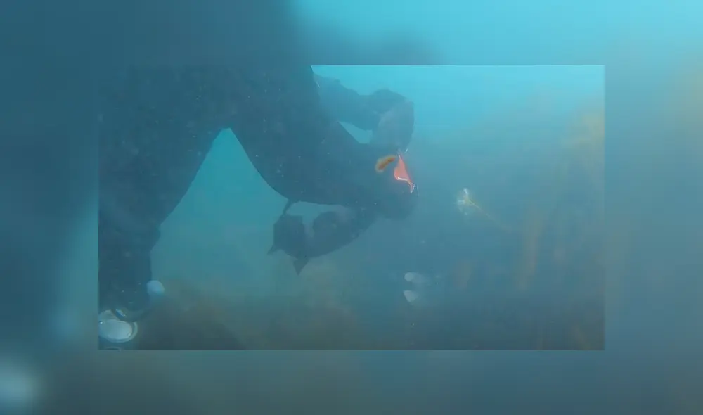 Intrépida anciana que buceaba en las profundidades del mar rescató a un tiburón. Intrépida anciana que buceaba en las profundidades del mar rescató a un tiburón.