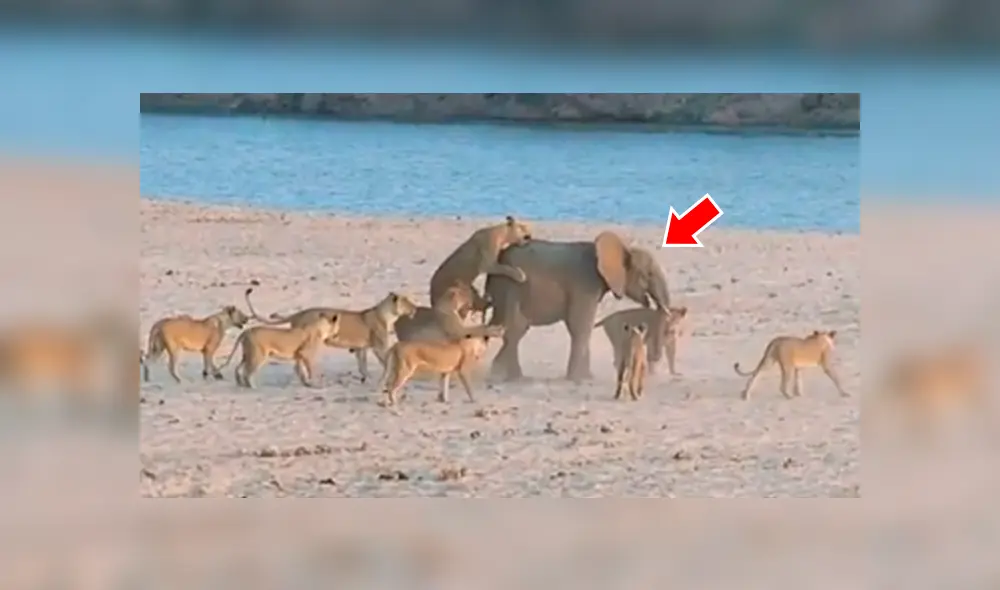 Video viral de YouTube muestra cómo un elefante bebé no se resigna a morir en las garras de una manada de leones hambrientos. Foto: Captura.