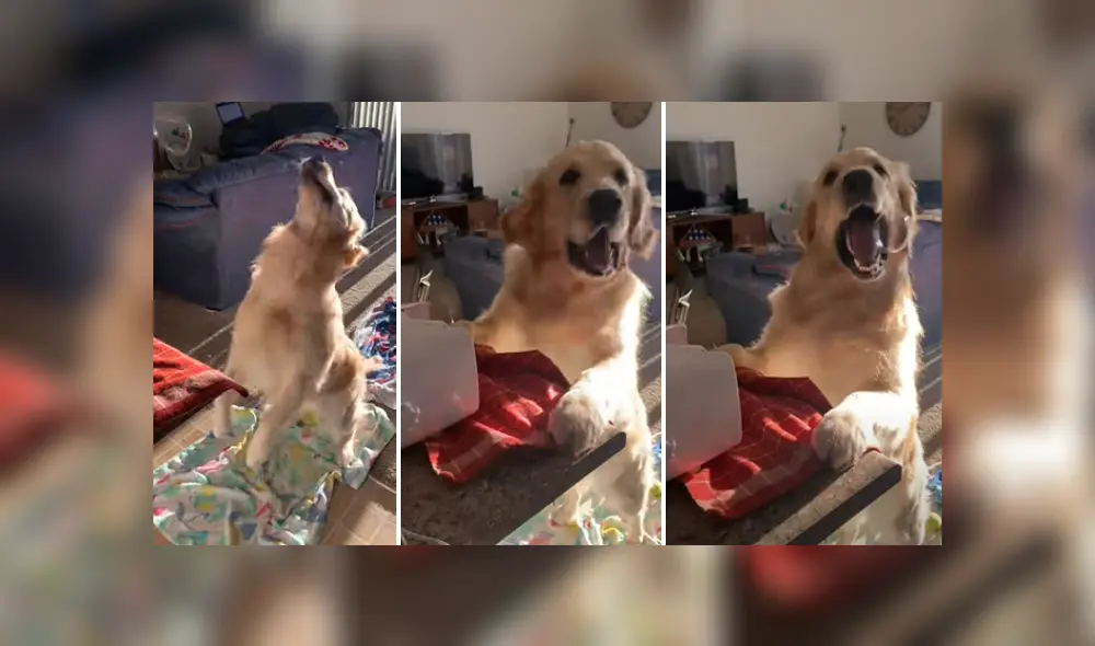 Desliza a la izquierda para ver más imágenes de la divertida mascota que ya se hizo viral en YouTube. (Foto: captura)