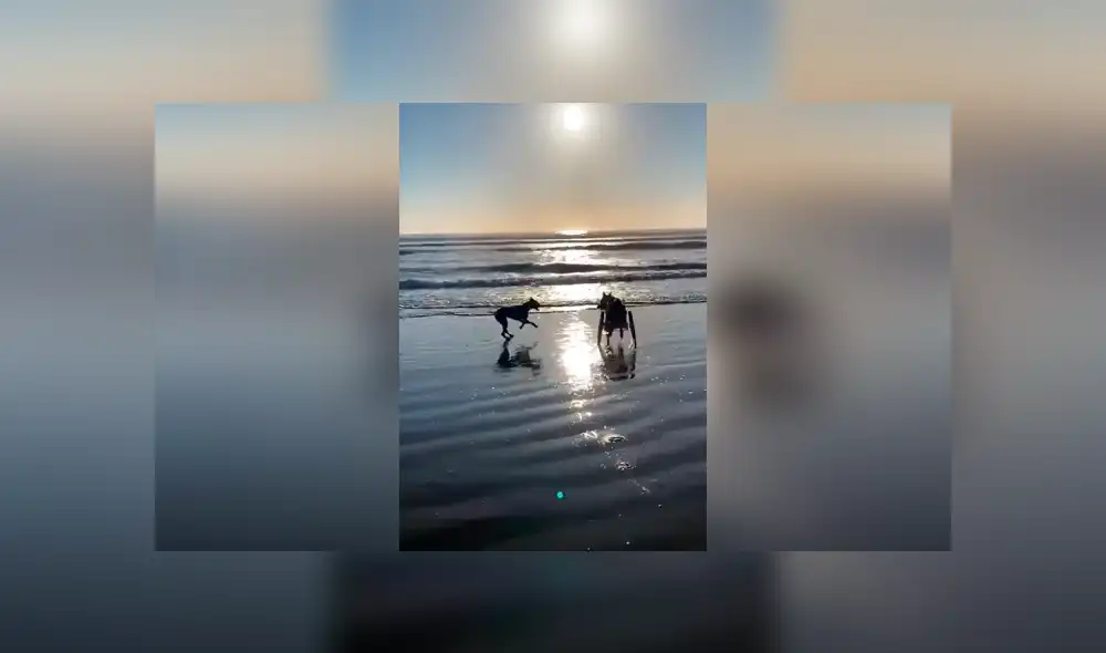 Desliza las imágenes para conocer el conmovedor momento que tuvieron dos perros al volverse a ver después de tiempo. Foto: Captura. Desliza las imágenes para conocer el conmovedor momento que tuvieron dos perros al volverse a ver después de tiempo. Foto: Captura.