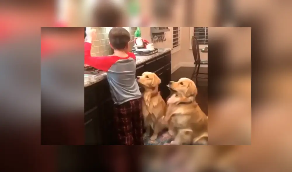Desliza las imágenes hacia la izquierda para apreciar el emotivo momento entre un niño y sus dos perros. Foto: Captura.