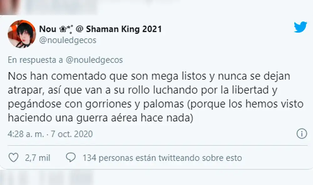 Desliza las imágenes para conocer la historia de unos tres loros bautizados como el "escuadrón de liberación”. Foto: Twitter Desliza las imágenes para conocer la historia de unos tres loros bautizados como el "escuadrón de liberación”. Foto: Twitter
