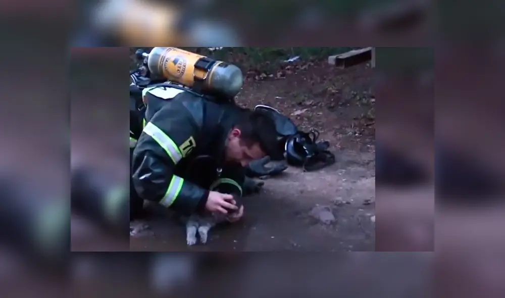 Video es viral en Facebook. El hombre hizo lo posible por rehabilitar al pequeño gato, que no mostraba señales de vida Video es viral en Facebook. El hombre hizo lo posible por rehabilitar al pequeño gato, que no mostraba señales de vida