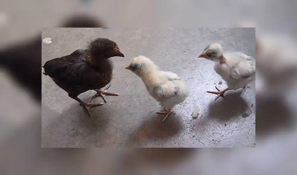 Facebook: Pollos tienen duelo a muerte con gallina y desenlace deja en shock a todos