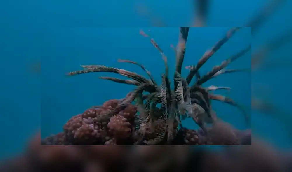 Desliza hacia la izquierda para ver al extraño animal marino que sorprendió a los usuarios de Facebook.