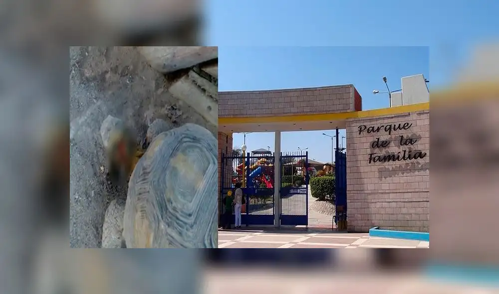 Rescatan a tortuga herida que vivía en parque recreacional de Tacna [FOTOS]