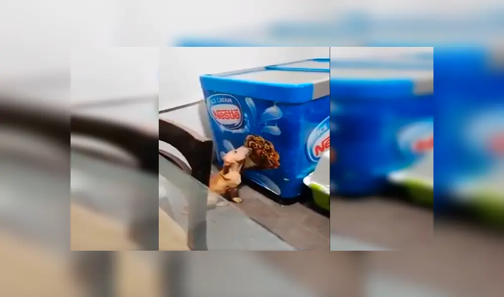 En Facebook, una chica quedó sorprendido al encontrar a su perro lamiendo una imagen de helado que estaba en su casa. En Facebook, una chica quedó sorprendido al encontrar a su perro lamiendo una imagen de helado que estaba en su casa.