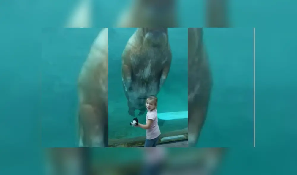 Video es viral en Facebook. La menor visitaba los recintos de un zoológico de Bélgica, cuando fue sorprendida por una enorme morsa. Fotocaptura: YouTube