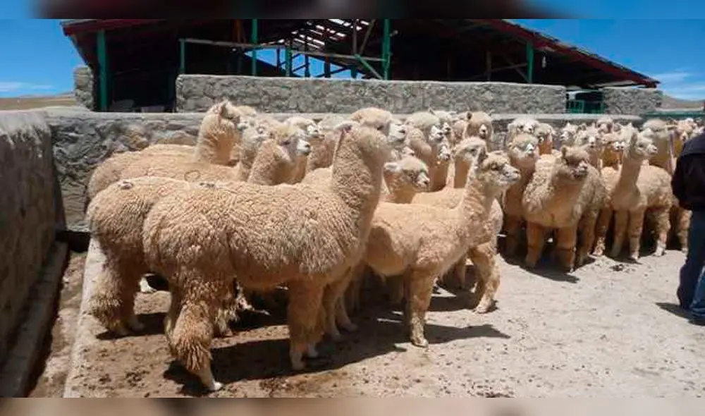 Arequipa recibe 350 cobertizos para proteger a los animales ante las heladas.