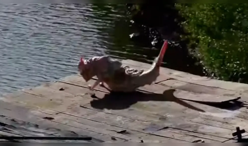 YouTube viral: circula video falso de una sirena que apareció en puerto de Nicaragua