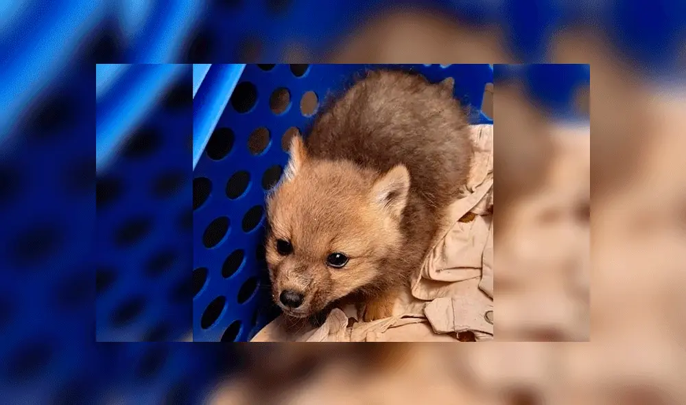 Antonio fue entregado por una "persona de buen corazón", según sus dueños. Foto: El Deber. Antonio fue entregado por una "persona de buen corazón", según sus dueños. Foto: El Deber.