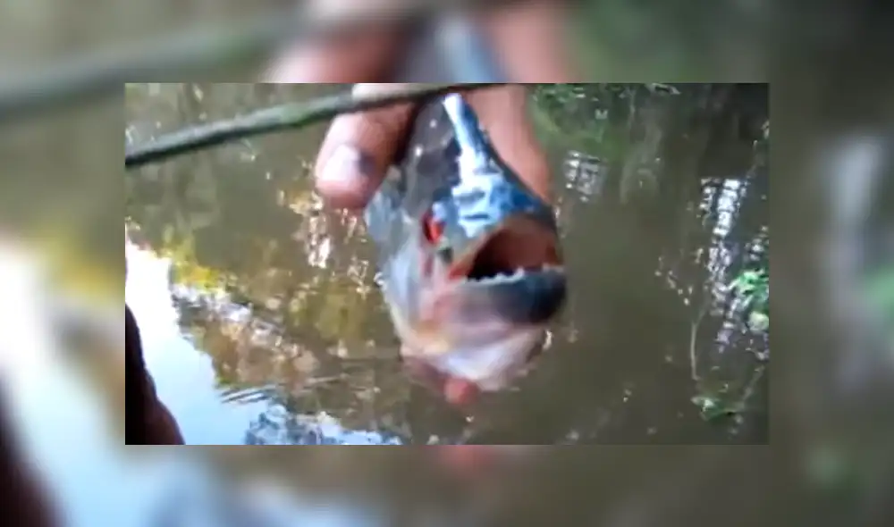 YouTube Viral: Utilizan a piraña como tijera e indigna al mundo [VIDEO] 