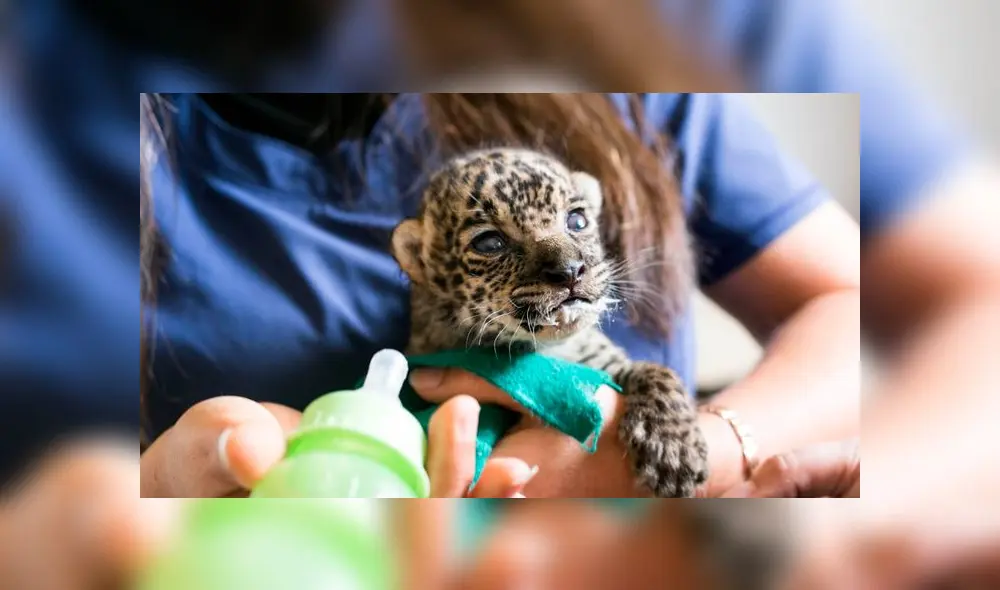 Chanchamayo: rescatan dos cachorros de otorongo víctimas de tráfico ilícito de fauna silvestre [FOTOS y VIDEO]