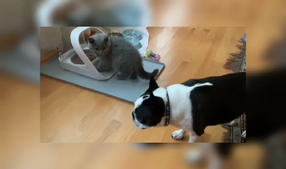 El resignado perro tuvo que irse sin poder probar un poco de la comida del gato. Desliza hacia la izquierda para ver más imágenes de la escena. El resignado perro tuvo que irse sin poder probar un poco de la comida del gato. Desliza hacia la izquierda para ver más imágenes de la escena.