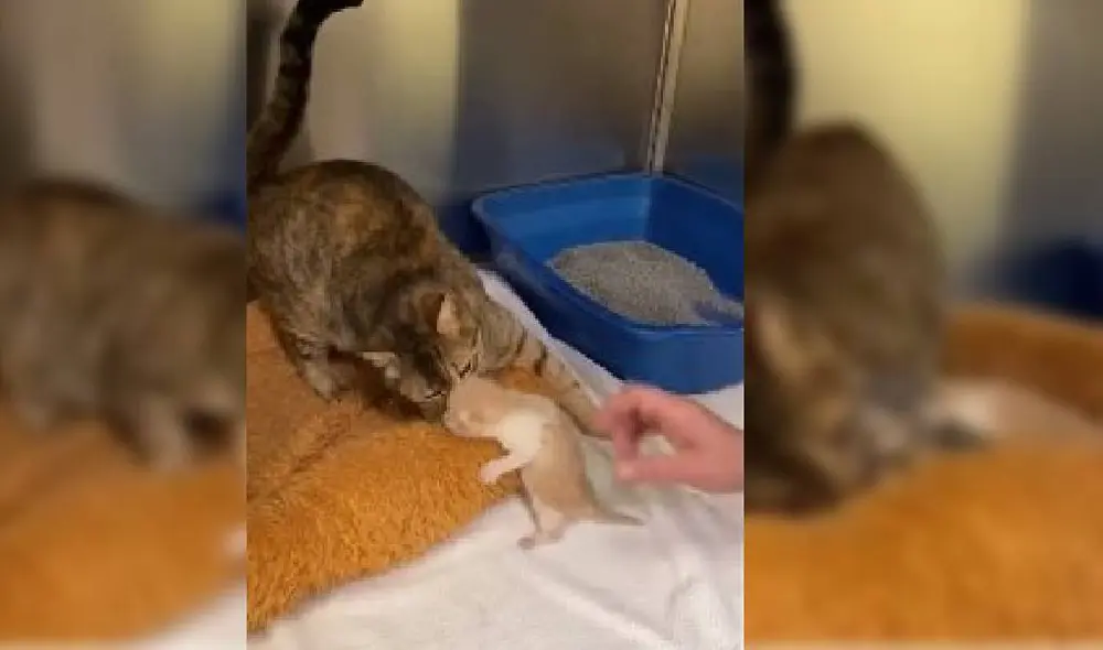 Desliza para ver el emotivo reencuentro entre los felinos. Foto: Captura/Facebook/Friends of Anne Arundel