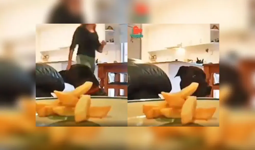 Desliza a la izquierda para revelar la travesura de este labrador. Foto: Captura. Desliza a la izquierda para revelar la travesura de este labrador. Foto: Captura.