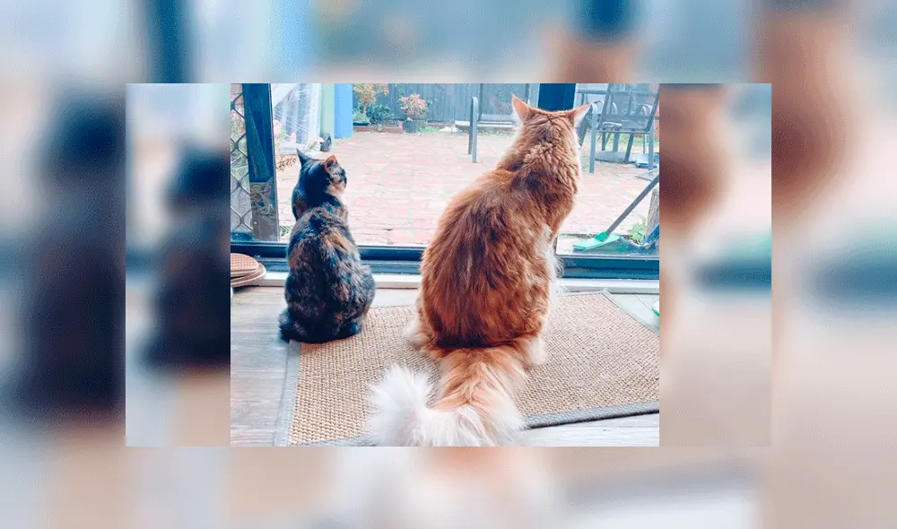 Su dueña comenta que era un gato pequeño cuando lo conoció. Foto: omar_mainecoon / Instagram.