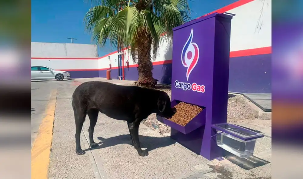 Desliza las imágenes para conocer el noble gesto de los encargados de una gasolinera con unos indefensos animales. Foto: Grupo CargoGas